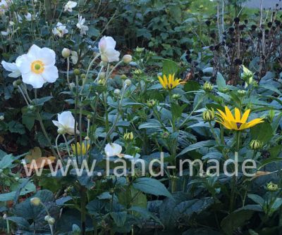 beplantingsplan Audrey Coert Landmade Schermlaan Rotterdam 5